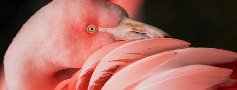 Poznáte farbu roka 2019?

